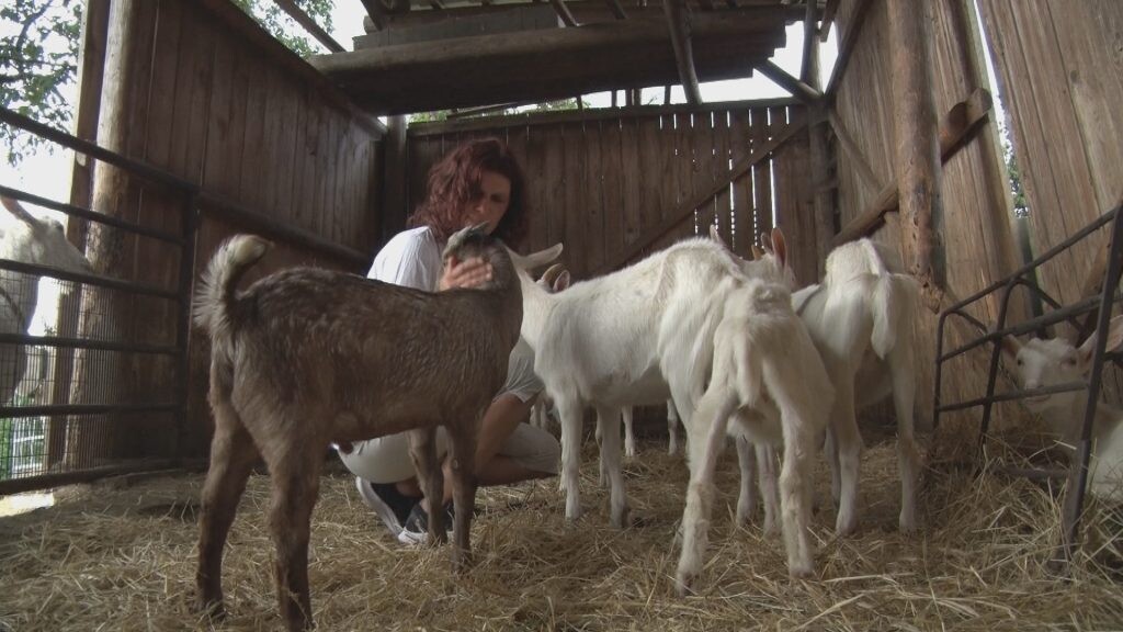 Práce na kozí farmě v Uhlejově